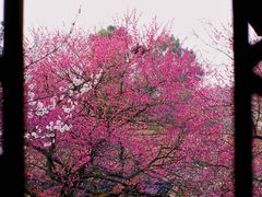 -杭州植物园