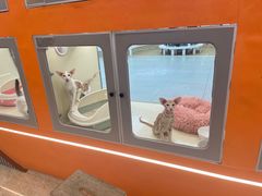 -FAELING PETS美天灵宠物(合生汇店)
