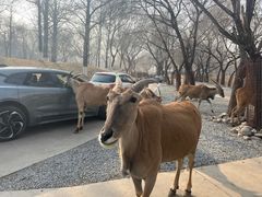 -北京野生动物园