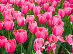 -洛阳郁金香牡丹园