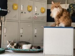 -平行世界·猫咖(首经贸店)