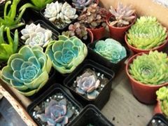android_upload_pic-双季花艺园艺市场(浦东店)