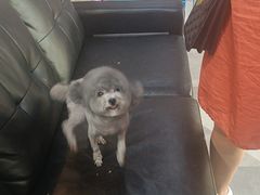 -久久宠物(河东万达店)