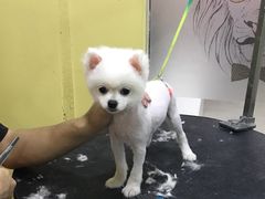 -酷狗靓猫宠物·洗护·美容·寄养(航北路店)