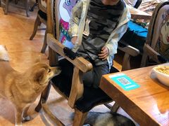 -more than meow吴止猫主题餐厅(承德 中船汇店)