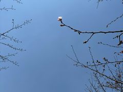 -高东镇樱花园
