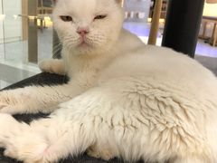 -喵园·猫主题咖啡厅·撸猫·猫咖(国贸店)