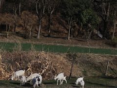 -石塘人家
