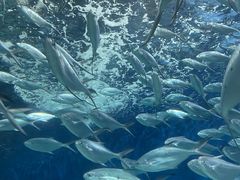 -上海海洋水族馆