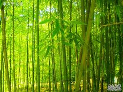 -紫竹院公园冰场