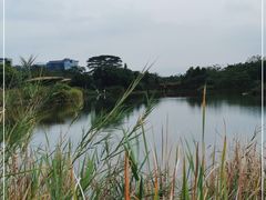 -福田红树林生态公园