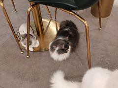 -飞行喵MR PILOT|猫舍·猫咖(静安大融城店)