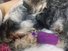 -小叮当动物医院·骨科·眼科