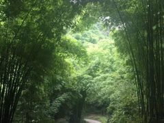-芦沟竹海