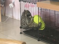-平行世界·猫咖(首经贸店)