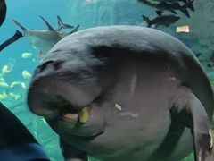 -珠海长隆海洋王国