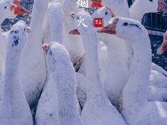 -蒲河大集