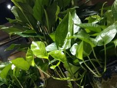 android_upload_pic-云海肴·汽锅鸡·云南菜(天津国金汇店)