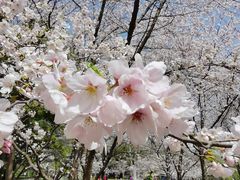 -上海共青森林公园