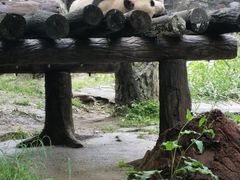 -都江堰中华大熊猫苑