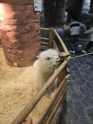 -Zoolung Zoolung动物主题公园(海信广场店)