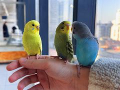 -怪兽屋·羊驼·猫咖·狗咖(俊华广场店)