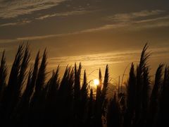 -春花秋色城市公园