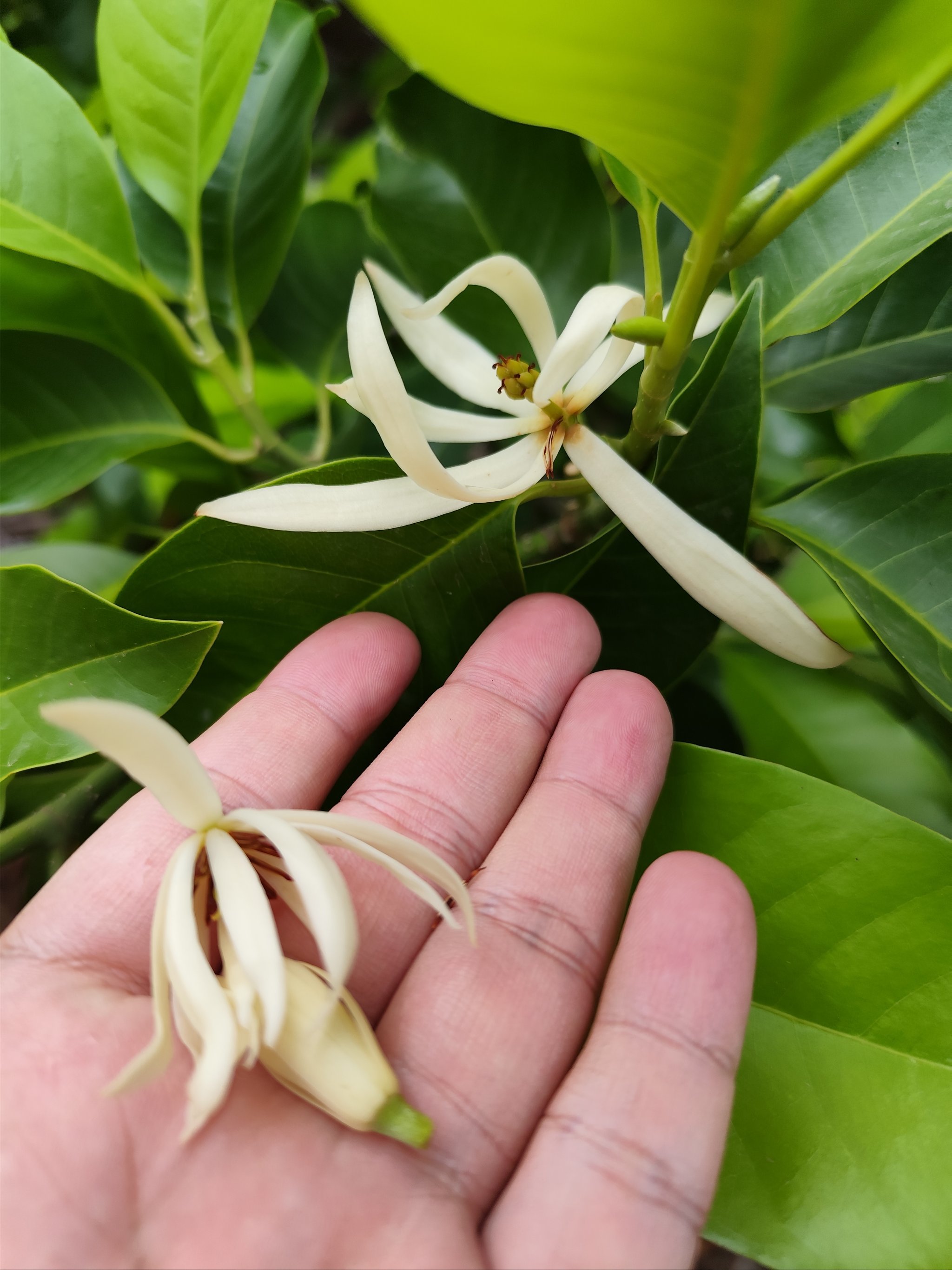 缅桂花香