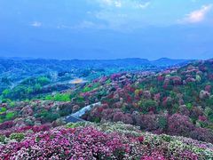 -贵州百里杜鹃风景名胜区