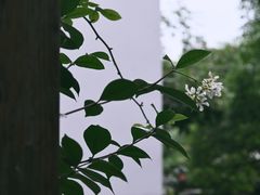 -青咖啡(三坊七巷店)
