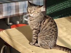 -清真·帅府街羊杂(大同古城店)