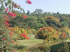 -中国科学院西双版纳热带植物园