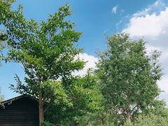 -上海海湾国家森林公园