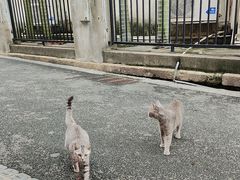 -猫岛主趣味餐厅(鼓浪屿店)