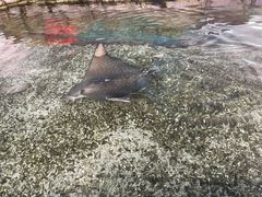 -珠海长隆海洋王国