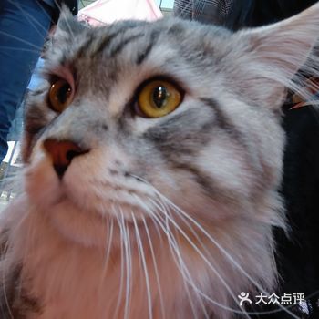 和朋友吃完饭之后在商场闲逛,中央门口那块有个猫舍在做