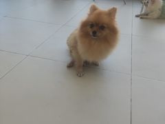 -怪兽屋·羊驼·猫咖·狗咖(俊华广场店)