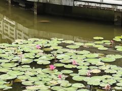 -东莞植物园