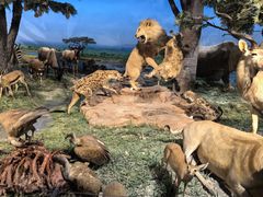 -国家自然博物馆