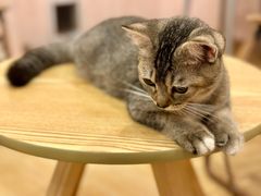 -猫咪派对(江南西店)