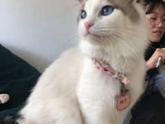 桃子-猫在这儿猫咪咖啡馆·撸猫馆