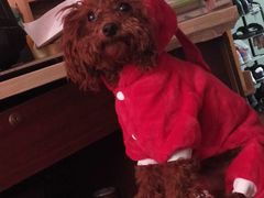 -北京恒爱动物医院(清景园分院)