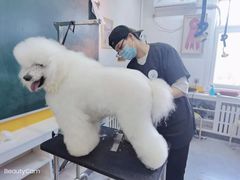 -优缇多格专业宠物美容师培训学校