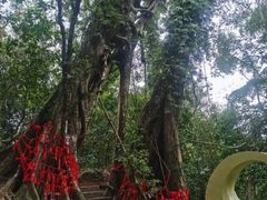 -呀诺达热带雨林