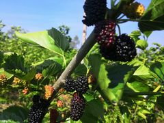 -名花谷生态庄园