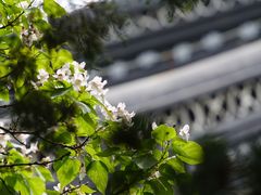 -苏州文庙(姑苏区)