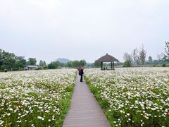-径山花海