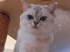 咕噜-滚猫咖啡·猫咖·猫友好撸猫(未来城店)
