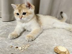 -lincat·猫舍(广州店)