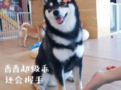 -南京Hallo宠物乐园·哈罗犬舍·柴犬繁育基地